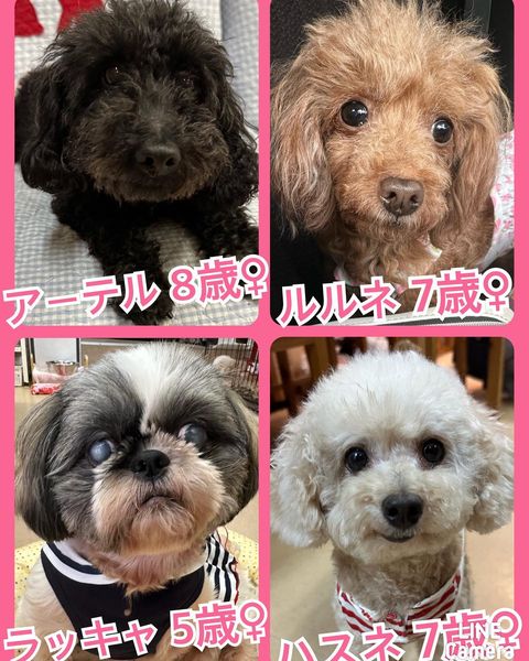 🐾今日の里親様募集中ワンコ🐶メンバーです🐾2023,7,7【保護犬カフェ天神橋店】